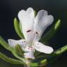 Fotografia 1 da espécie Westringia fruticosa do Jardim Botânico UTAD