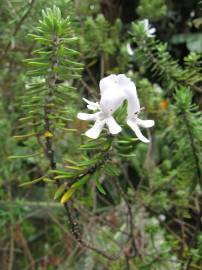 Fotografia da espécie Westringia fruticosa