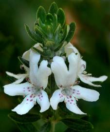 Fotografia da espécie Westringia fruticosa