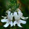 Fotografia 3 da espécie Westringia fruticosa do Jardim Botânico UTAD