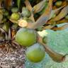 Fotografia 5 da espécie Cycas revoluta do Jardim Botânico UTAD
