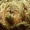 Fotografia 6 da espécie Cycas revoluta do Jardim Botânico UTAD