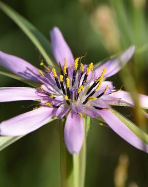 Fotografia 1 da espécie Geropogon hybridus no Jardim Botânico UTAD