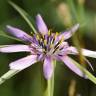 Fotografia 1 da espécie Geropogon hybridus do Jardim Botânico UTAD