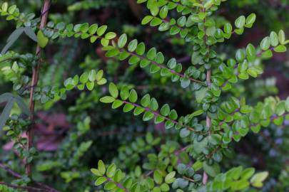 Fotografia da espécie Lonicera nitida