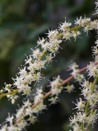 Fotografia da espécie Anredera cordifolia