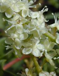 Anredera cordifolia