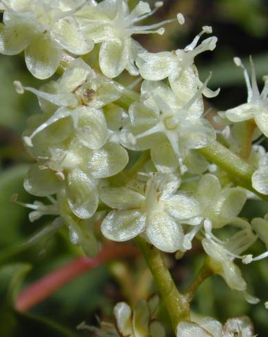 Fotografia de capa Anredera cordifolia - do Jardim Botânico