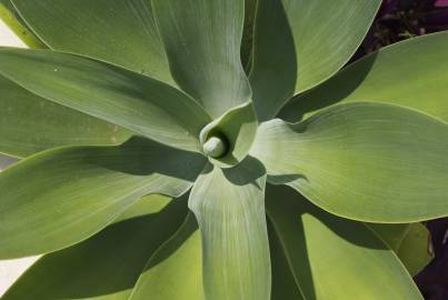 Fotografia da espécie Agave attenuata