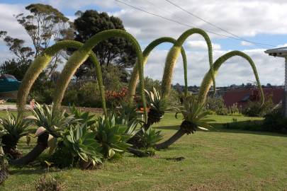 Fotografia da espécie Agave attenuata