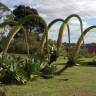 Fotografia 3 da espécie Agave attenuata do Jardim Botânico UTAD