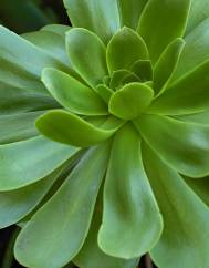 Aeonium arboreum