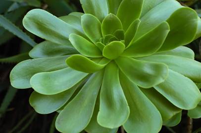 Fotografia da espécie Aeonium arboreum