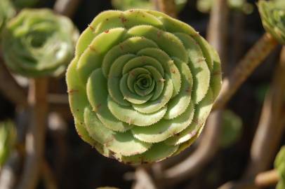 Fotografia da espécie Aeonium arboreum