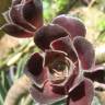 Fotografia 3 da espécie Aeonium arboreum do Jardim Botânico UTAD