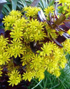 Fotografia 4 da espécie Aeonium arboreum no Jardim Botânico UTAD