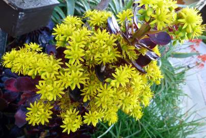 Fotografia da espécie Aeonium arboreum