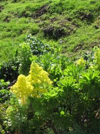 Fotografia da espécie Aeonium arboreum