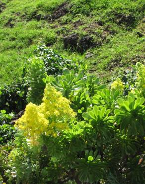 Fotografia 5 da espécie Aeonium arboreum no Jardim Botânico UTAD