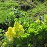 Fotografia 5 da espécie Aeonium arboreum do Jardim Botânico UTAD