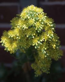 Fotografia da espécie Aeonium arboreum