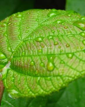 Fotografia 3 da espécie Actinidia deliciosa no Jardim Botânico UTAD