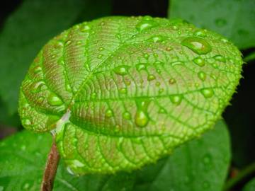 Fotografia da espécie Actinidia deliciosa