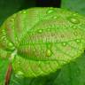 Fotografia 3 da espécie Actinidia deliciosa do Jardim Botânico UTAD