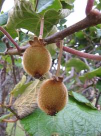 Fotografia da espécie Actinidia deliciosa