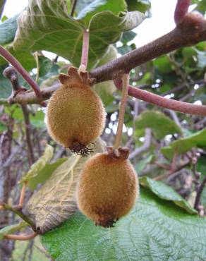 Fotografia 1 da espécie Actinidia deliciosa no Jardim Botânico UTAD