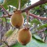 Fotografia 1 da espécie Actinidia deliciosa do Jardim Botânico UTAD