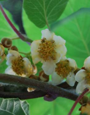 Fotografia 5 da espécie Actinidia deliciosa no Jardim Botânico UTAD