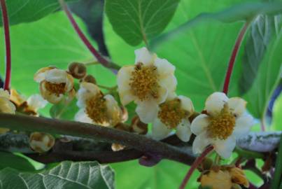 Fotografia da espécie Actinidia deliciosa