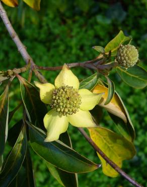 Fotografia 1 da espécie Cornus capitata no Jardim Botânico UTAD