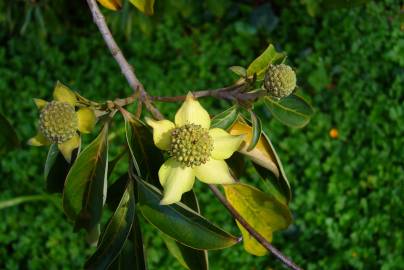 Fotografia da espécie Cornus capitata