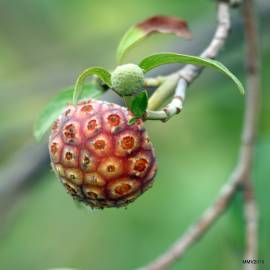 Fotografia da espécie Cornus capitata