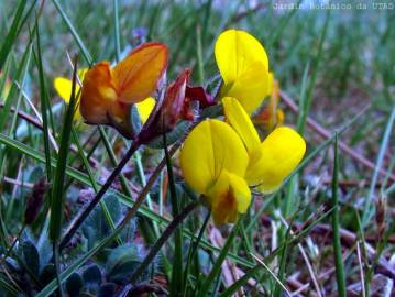 Fotografia da espécie Lotus corniculatus subesp. carpetanus