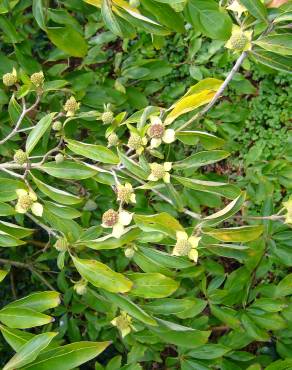 Fotografia 3 da espécie Cornus capitata no Jardim Botânico UTAD