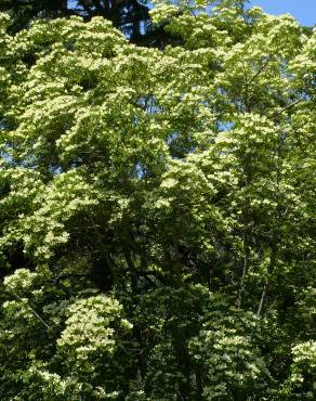 Fotografia 5 da espécie Cornus capitata no Jardim Botânico UTAD