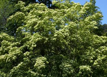 Fotografia da espécie Cornus capitata