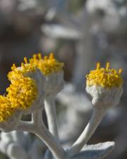 Fotografia da espécie Otanthus maritimus