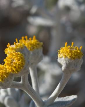 Fotografia 1 da espécie Otanthus maritimus no Jardim Botânico UTAD