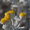 Fotografia 1 da espécie Otanthus maritimus do Jardim Botânico UTAD