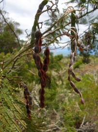 Fotografia da espécie Acacia mearnsii