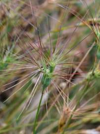 Fotografia da espécie Aegilops geniculata