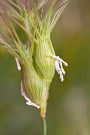 Fotografia da espécie Aegilops geniculata