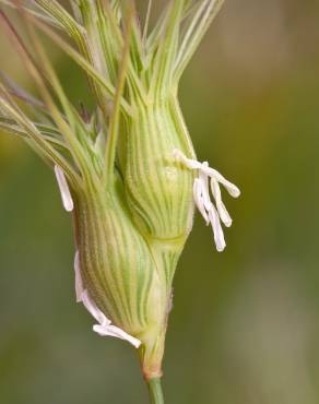 Fotografia 3 da espécie Aegilops geniculata no Jardim Botânico UTAD