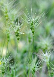 Fotografia da espécie Aegilops geniculata