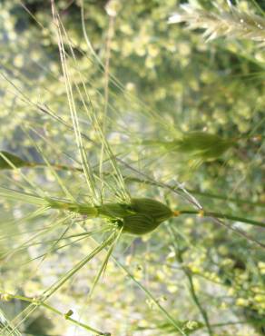 Fotografia 3 da espécie Aegilops triuncialis no Jardim Botânico UTAD