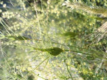 Fotografia da espécie Aegilops triuncialis